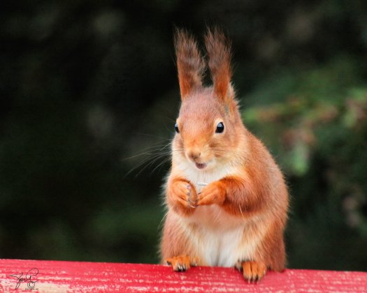 20141229-30-013-ekorre